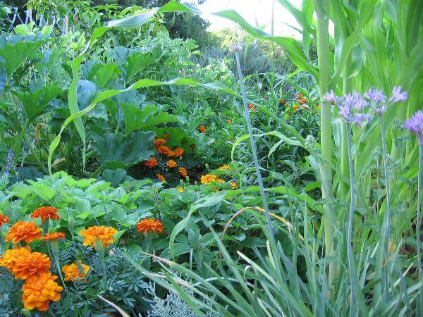משתלת סלונר |  ירקות קיץ בגינה הביתית