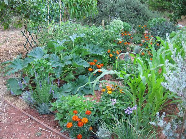 משתלת סלונר |  ירקות קיץ בגינה הביתית