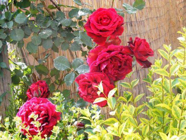 משתלת סלונר | ורדים