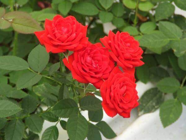 משתלת סלונר | ורדים