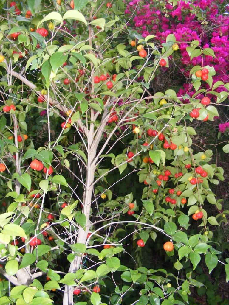 משתלת סלונר | עצי פרי ננסיים