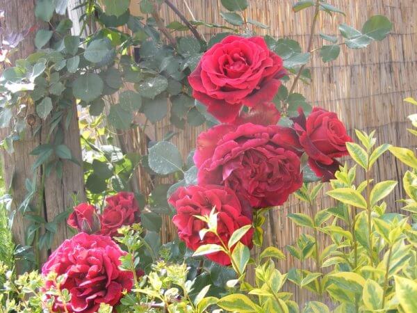 ורדים מקבוצת המטפסים