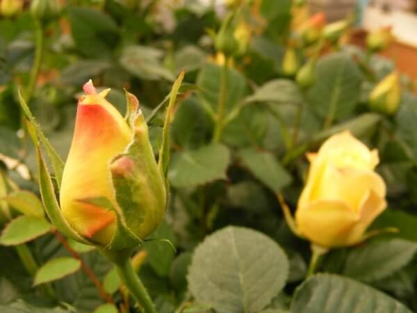 ורדים מקבוצת הננסיים