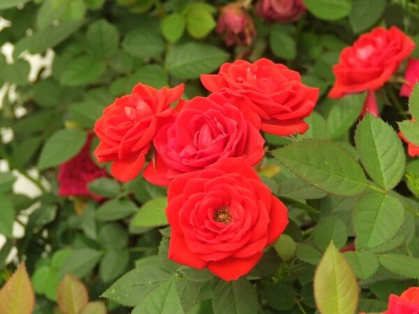 ורדים מקבוצת הפלוריבונדה