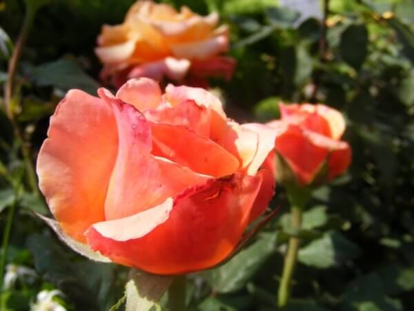 ורדים מקבוצת כלאי התה