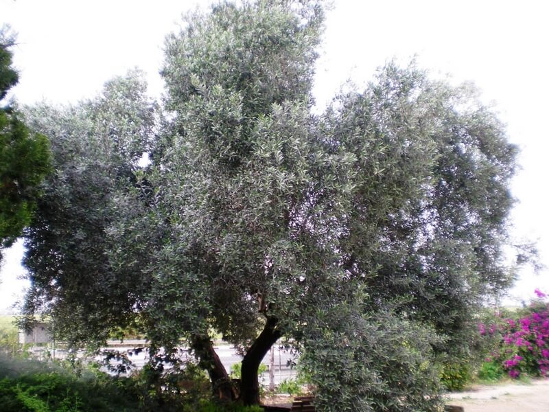 משתלת סלונר | עצי פרי