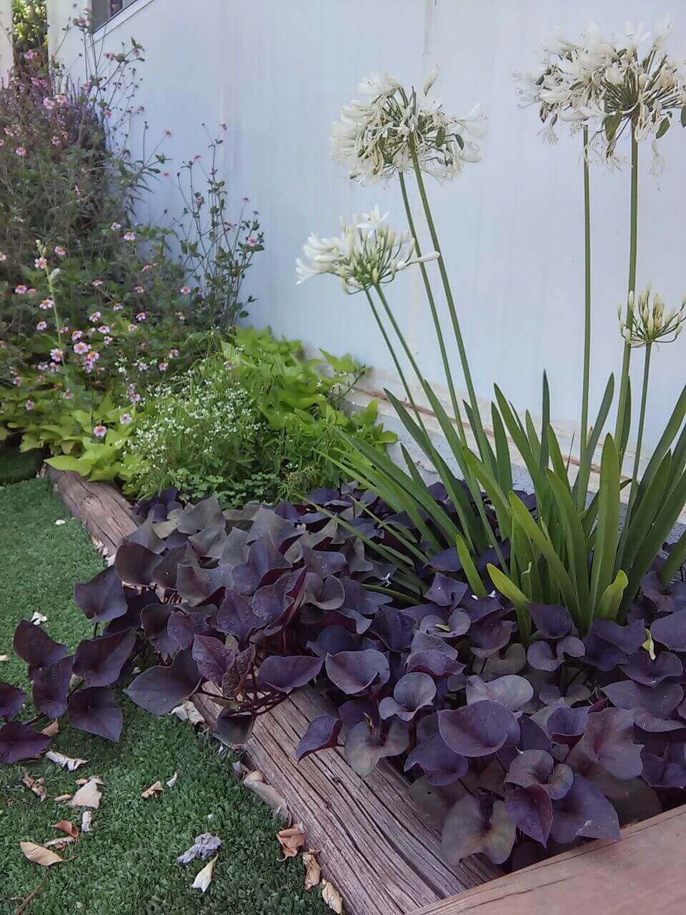 שילוב צמחים- אגפנטוס לבן עם לפופית הבטטה בלקי ודו שן סגול
