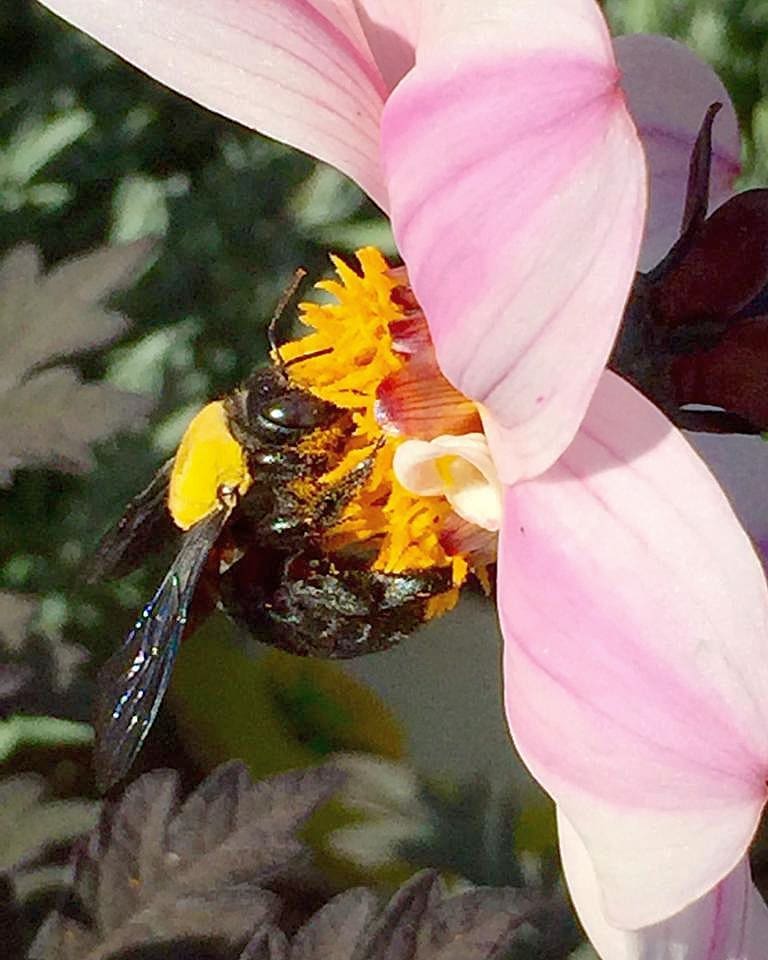 משתלת סלונר | צמחים צופניים מושכי דבורים