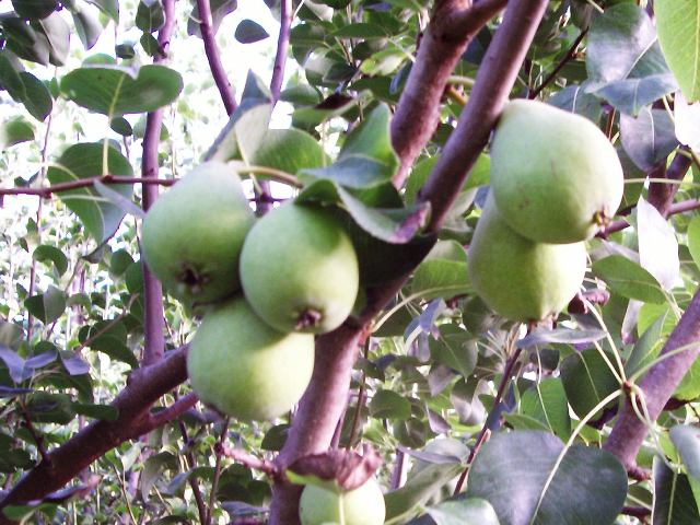 משתלת סלונר | עצי פרי נשירים