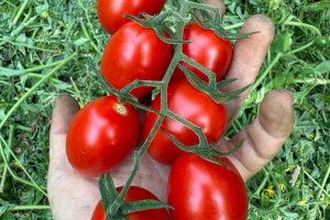 גידול עגבניות בגינה הביתית