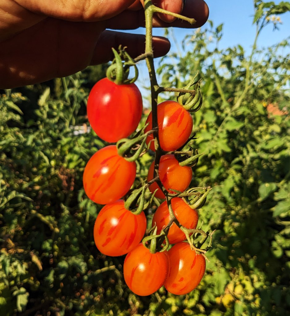 קטיף עגבניות צ'רי מהזן 'ארלקינו'
